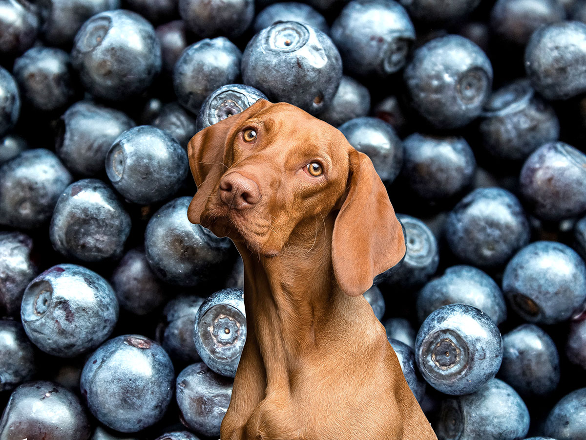 An image of blueberries with the face and neck of a dog superimposed on top