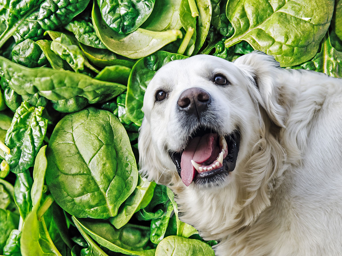 A happy white dog overlayed onto spinach leaves
