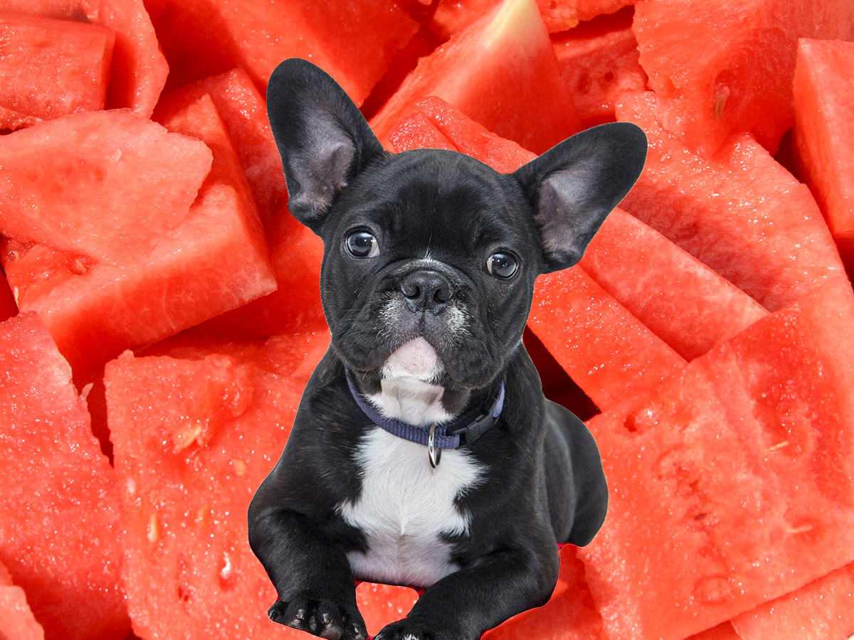 Black french bull dog with a bunch of watermelon