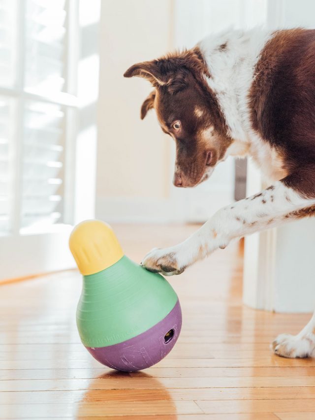 How To Use A Wobbler For Dogs