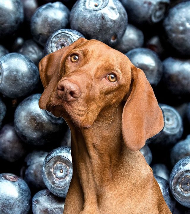 cropped-can-dogs-eat-blueberries-feat-1.jpg