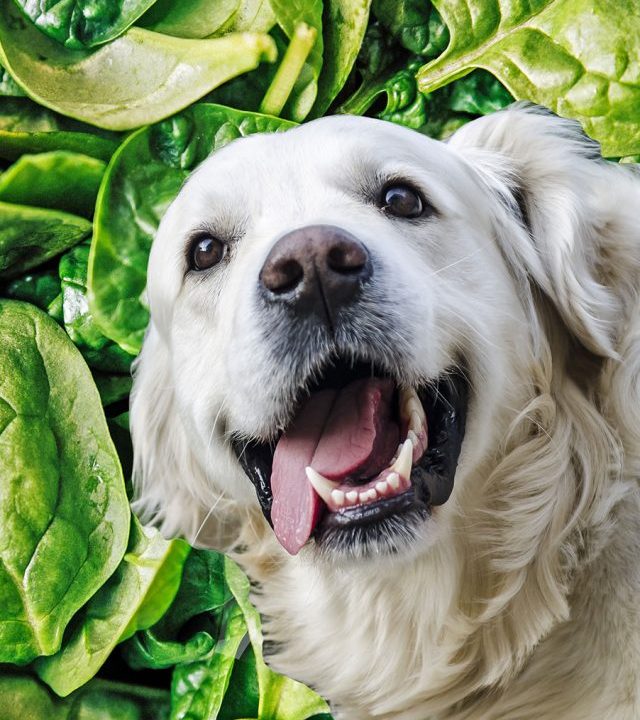 cropped-can-dogs-eat-spinach-feat.jpg