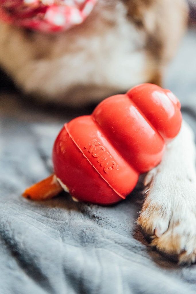 A KONG resting in a dog's paw