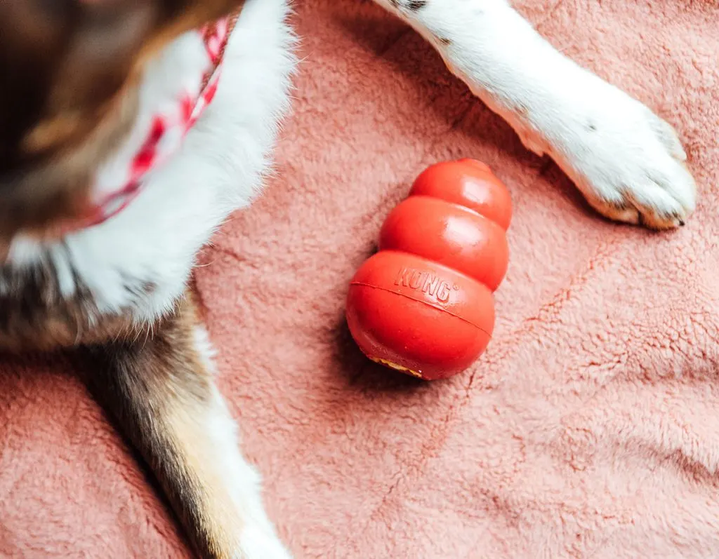 A dog lying down with a KONG between his paws