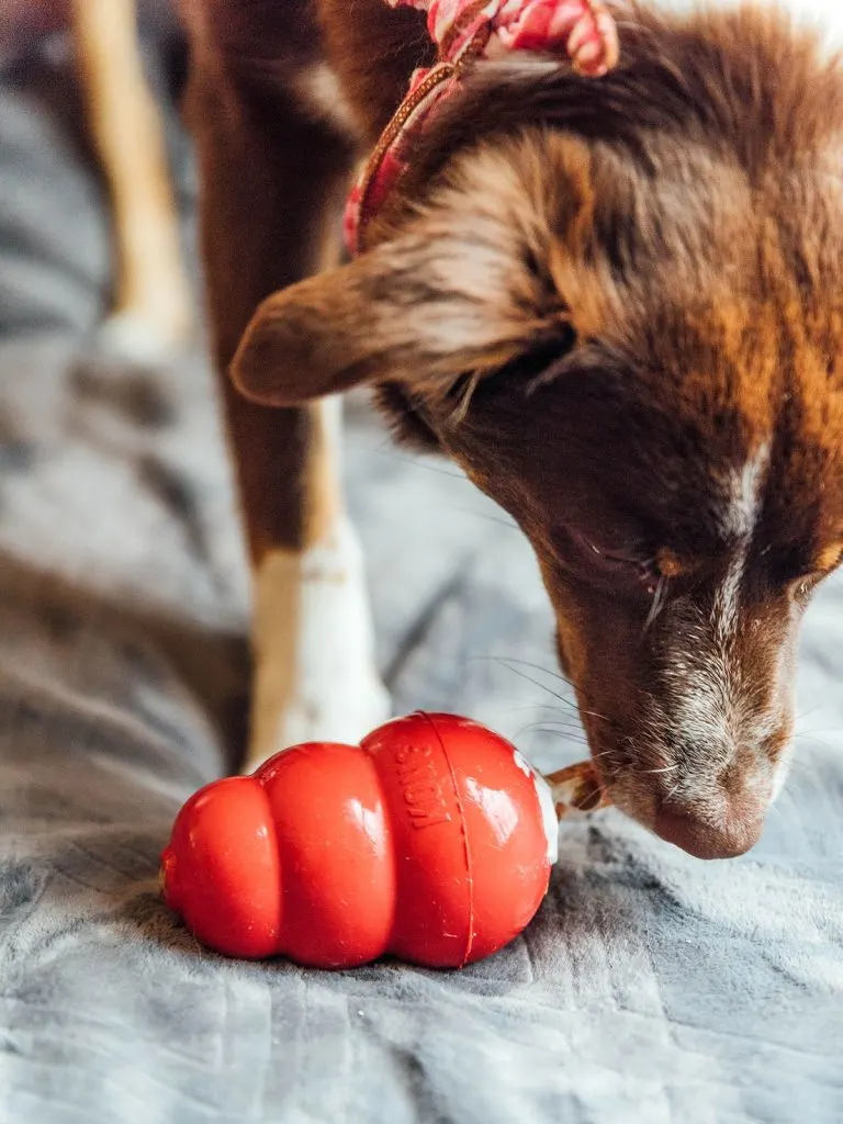 A dog chewing on a carrot stick inside a KONG