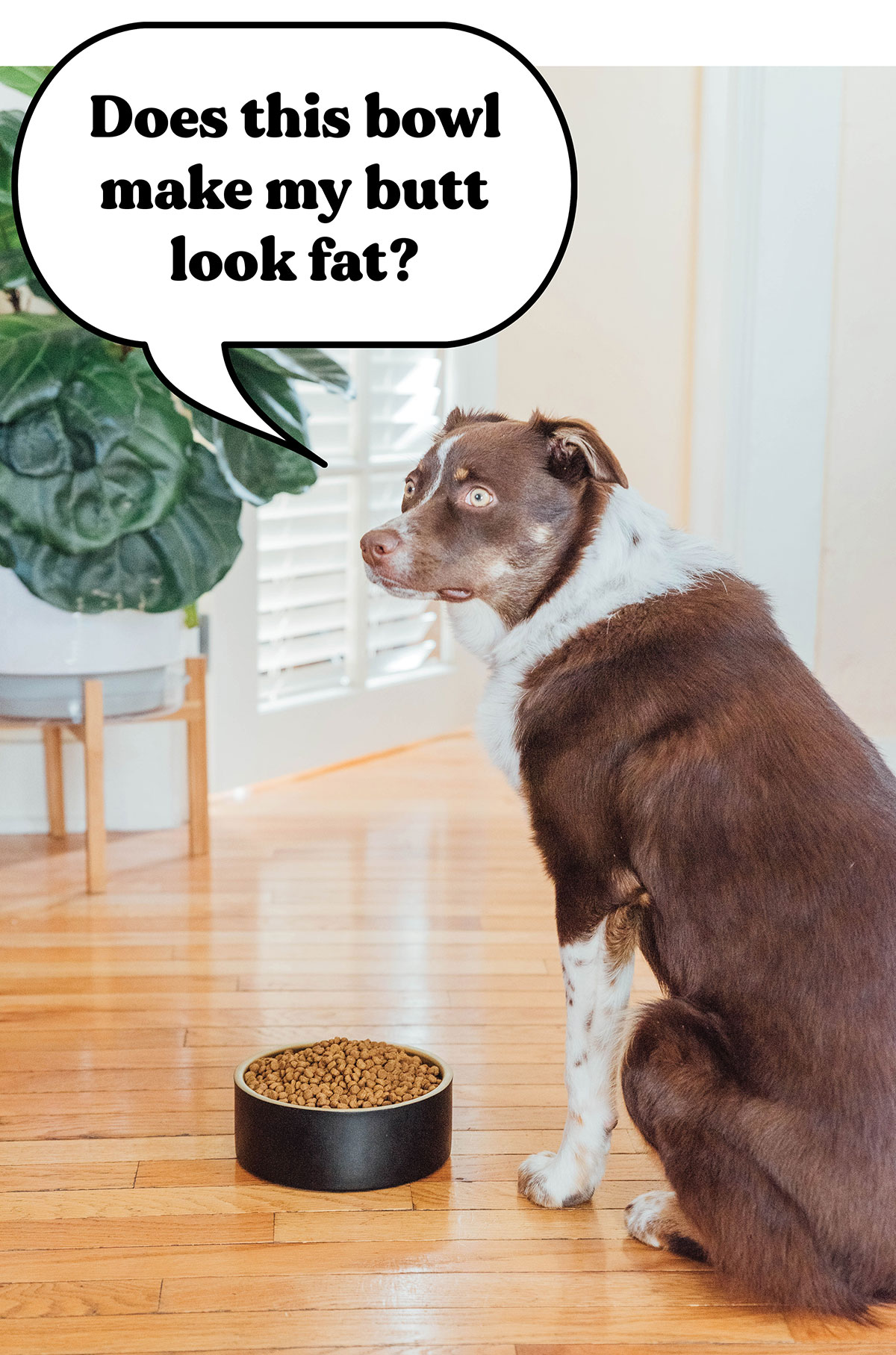 Dog standing next to a bowl of kibble food with a thought bubble that says, "does this bowl make my butt look fat?"