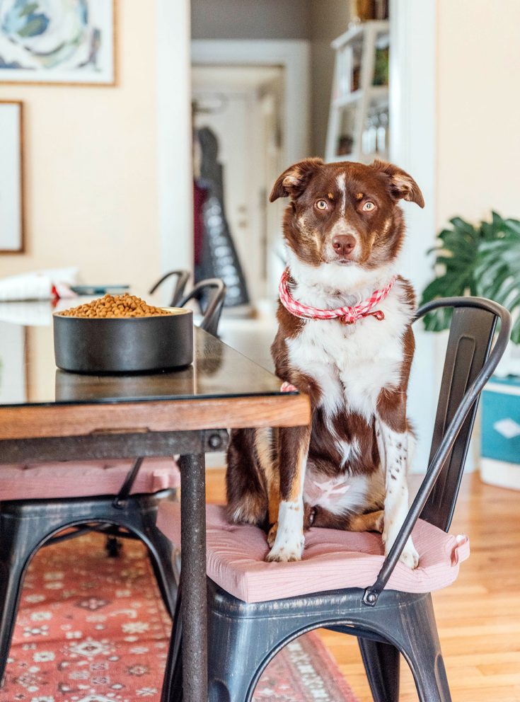 How Often Should Dogs Eat Comprehensive Guide Bone Appetreat how-often-should-dogs-eat-comprehensive-guide-bone-appetreat
