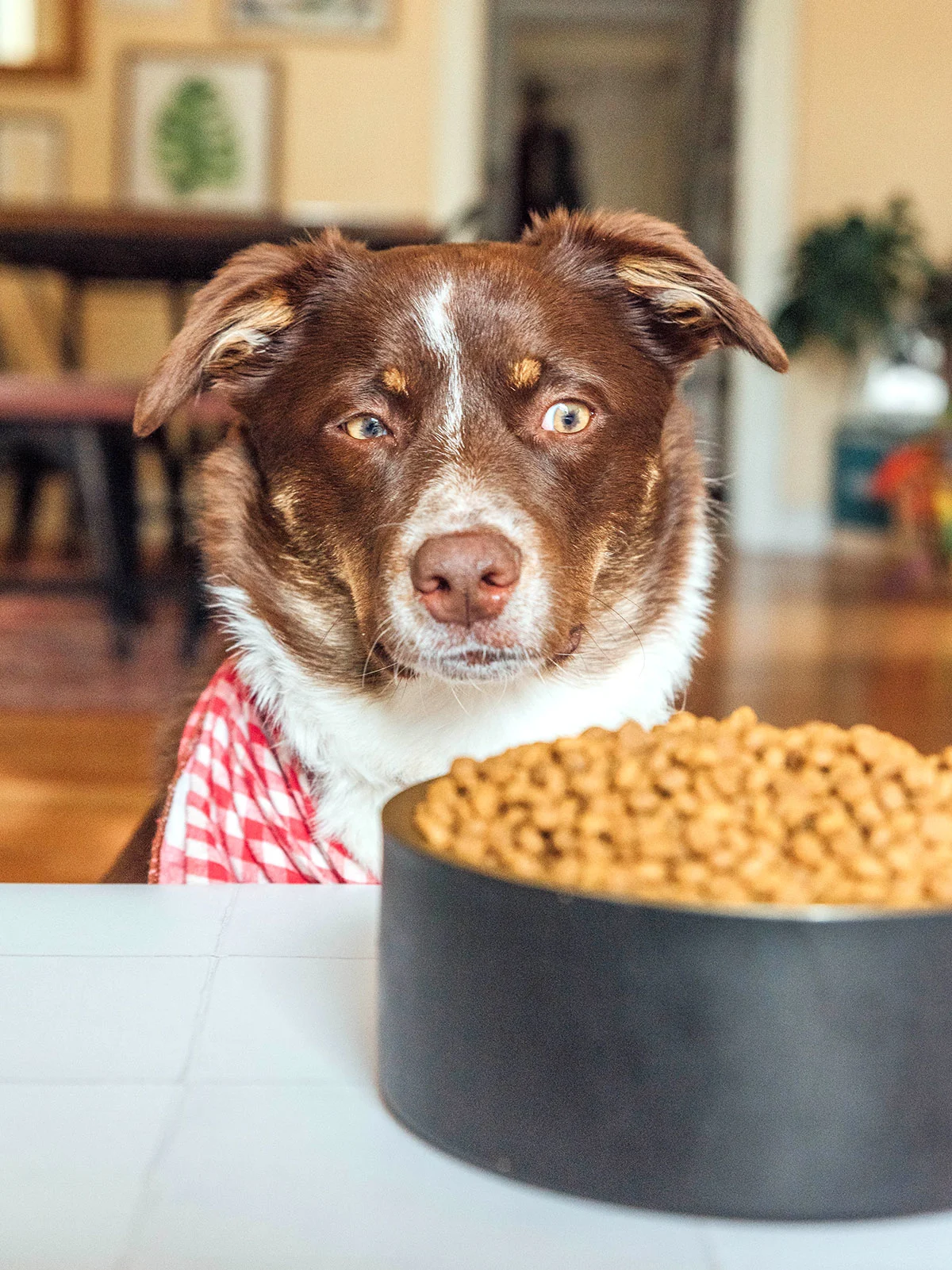 Dog standing next to a bowl of kibble food looking at it suspiciously 