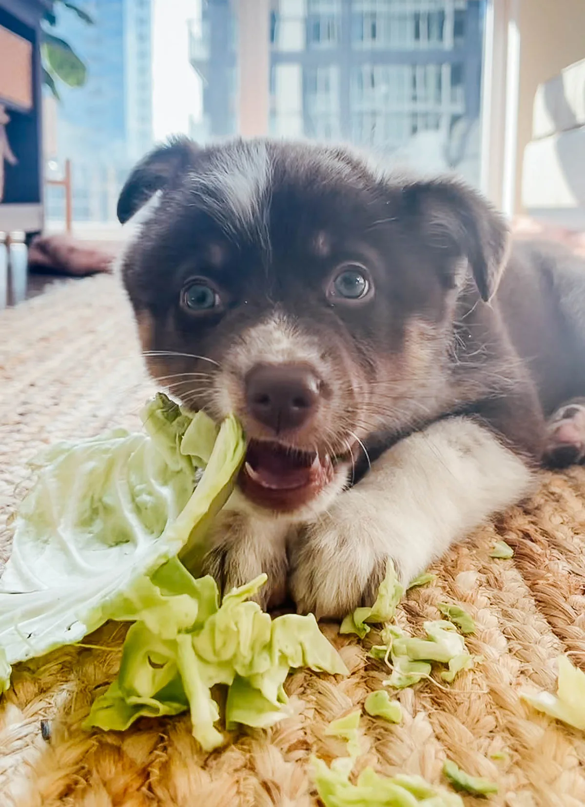 Dog eating cabbage
