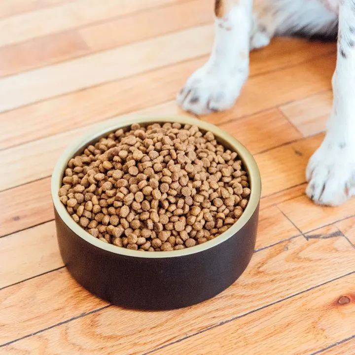 Dog standing next to a bowl of kibble food