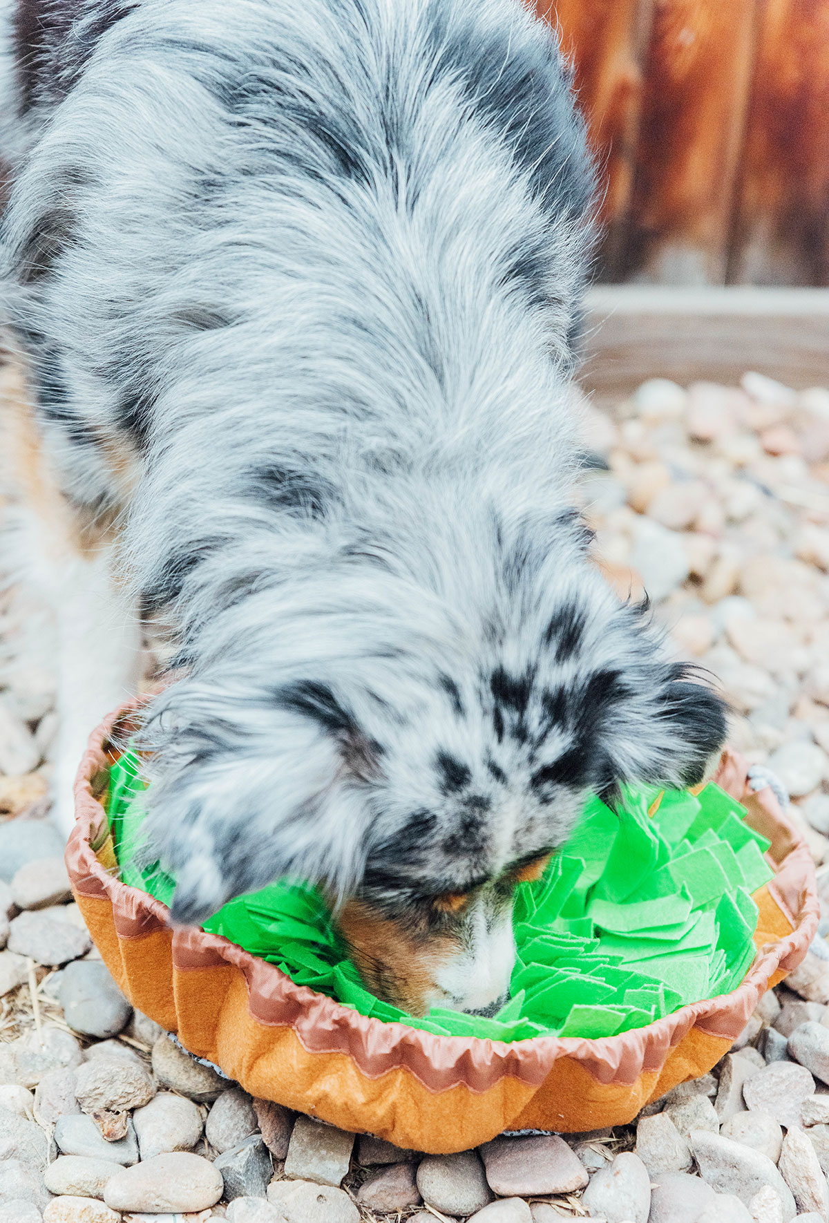 A dog digging for a treat in a snuffle mat