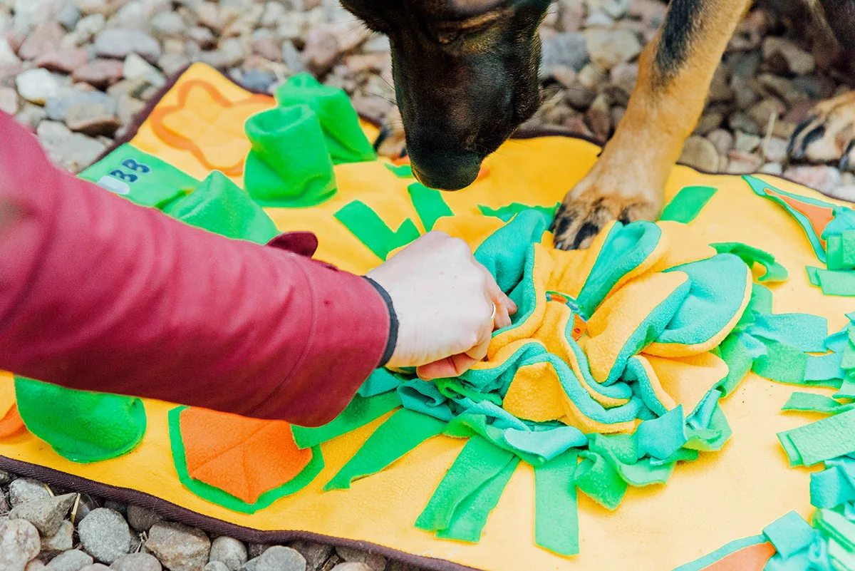 A hand giving a dog a hint as to where to find a treat hidden inside a snuffle mat