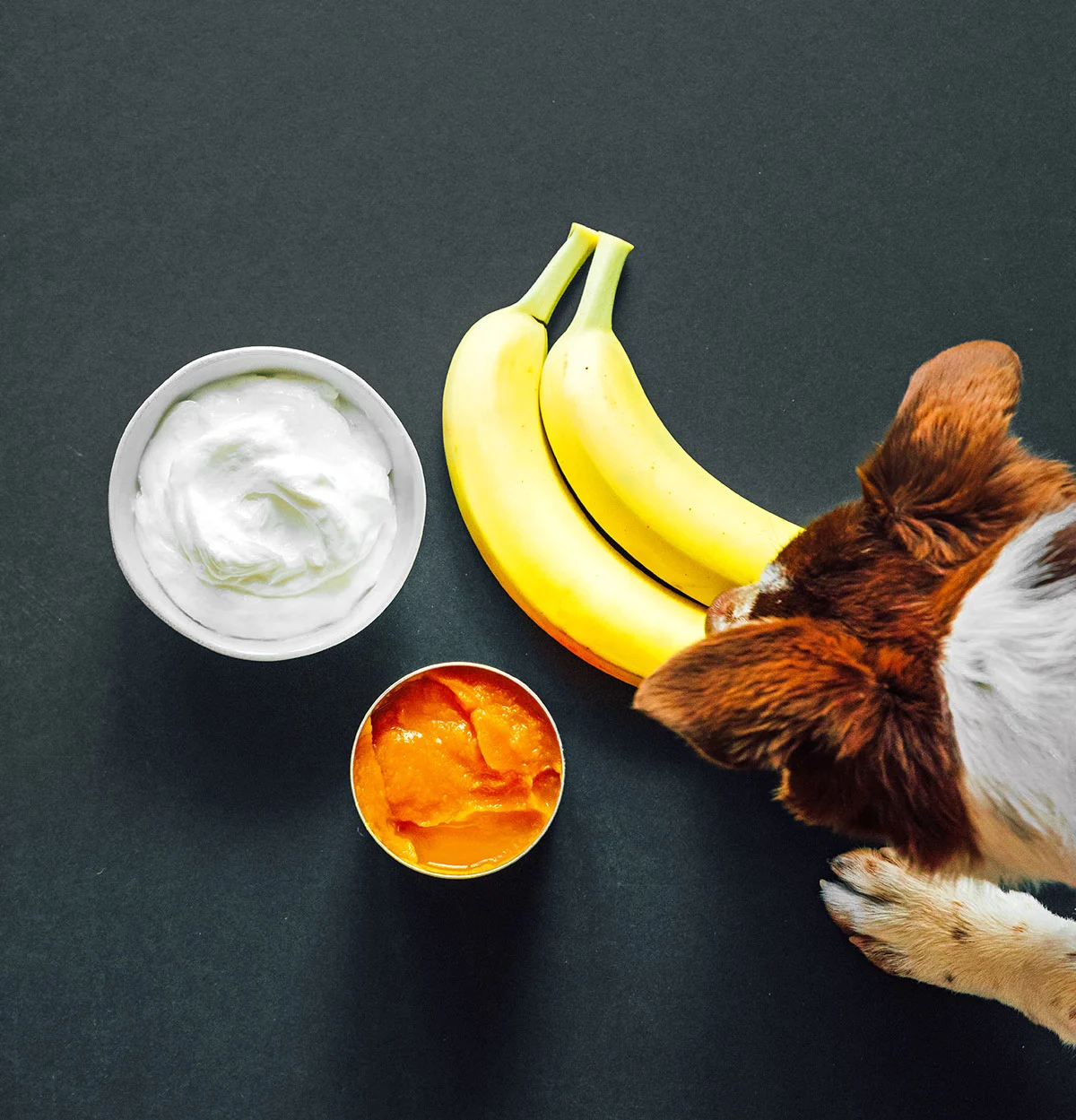 A brown dog sniffs a banana
