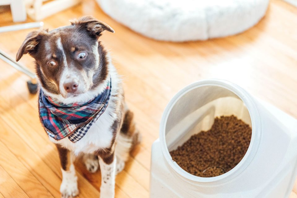 How To Store Dog Food (Are You Making These Mistakes?) Bone Appetreat