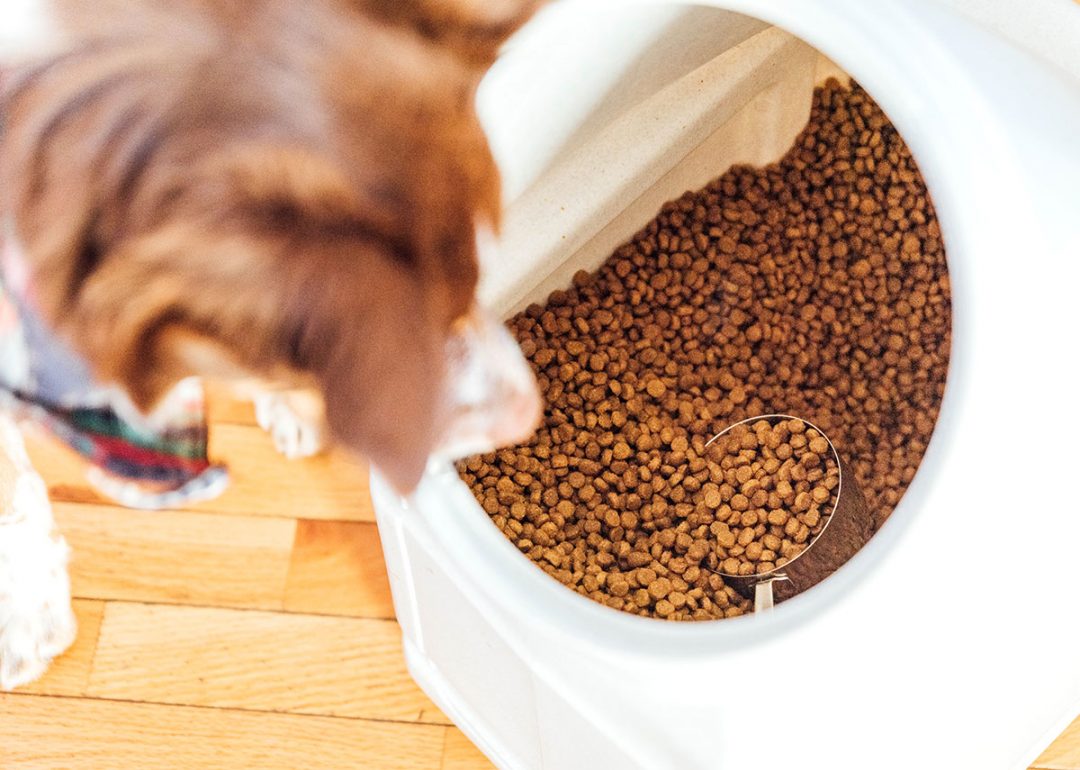 How To Store Dog Food (Are You Making These Mistakes?) Bone Appetreat