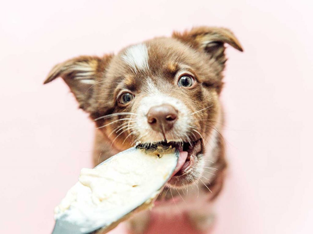 Puppy licking the spoon with batter on it