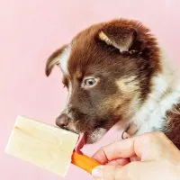 Dog eating a pupsicle