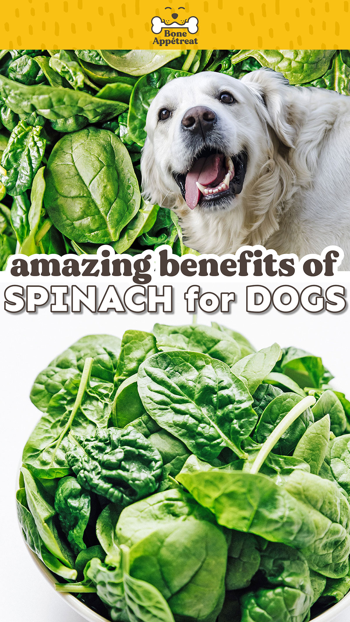 Can Dogs Eat Spinach? (Benefits, Risks, Recipe Ideas!) Bone Appetreat