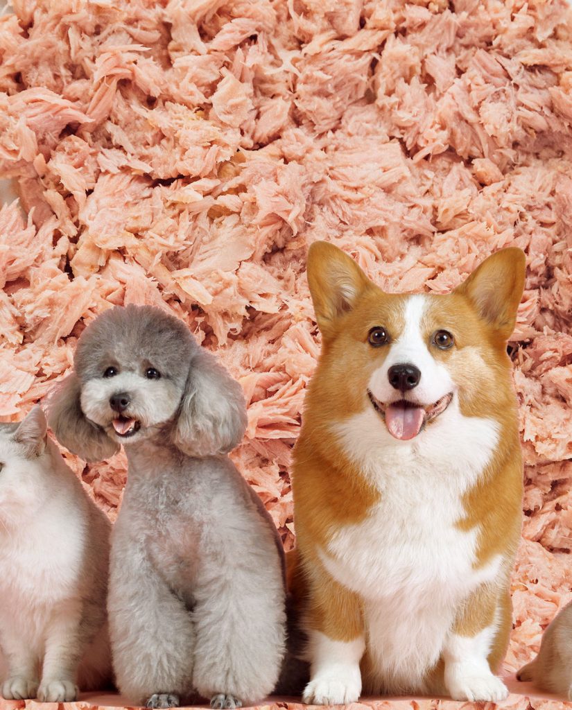 Collage of dogs and canned tuna