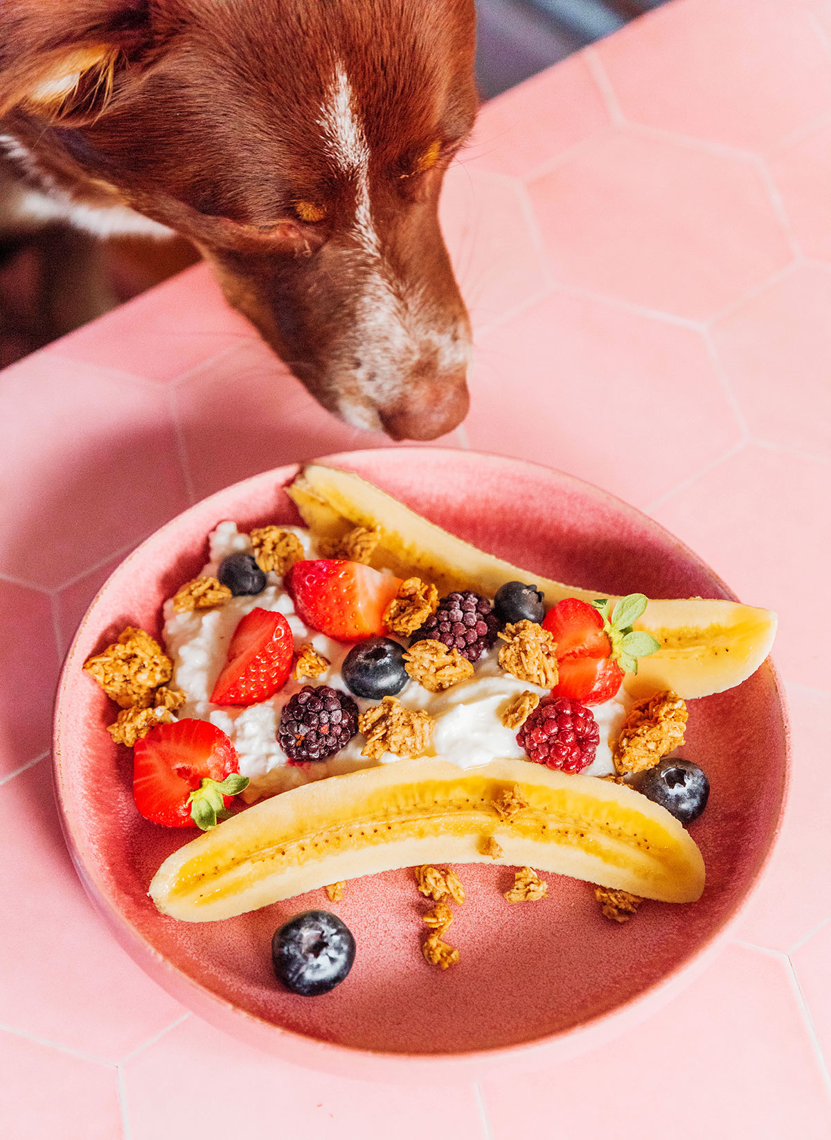 A brown dog eating a banana split out of a pink bowl