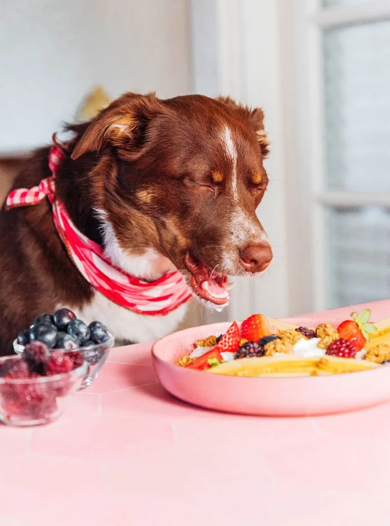 A brown dog eating a banana split out of a pink bowl