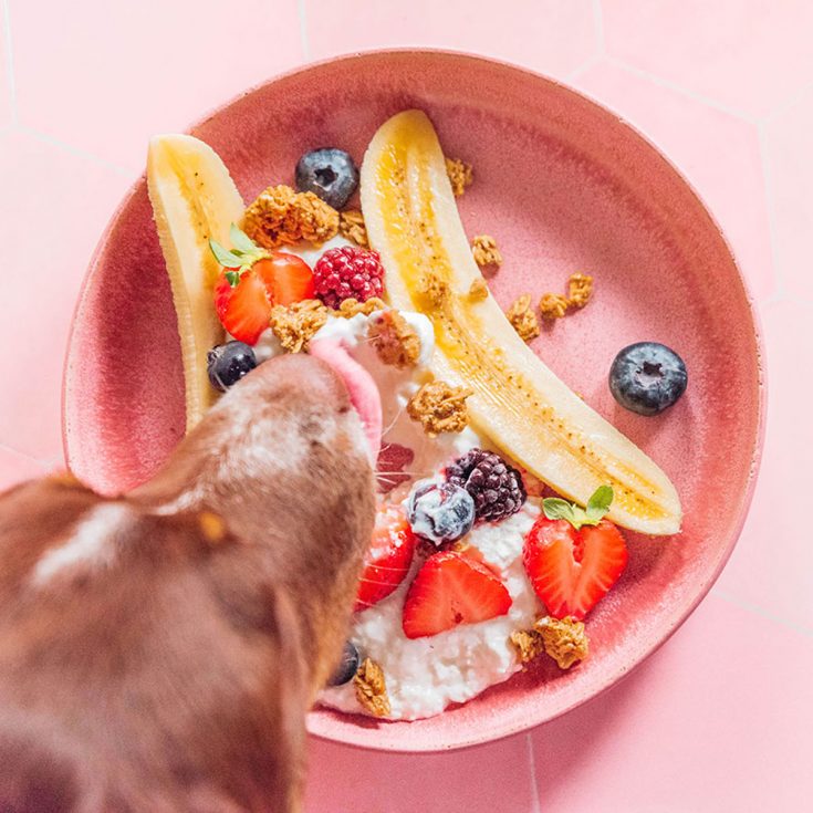 Are Bananas Safe For Dogs? (Benefits and Risks) Bone Appetreat