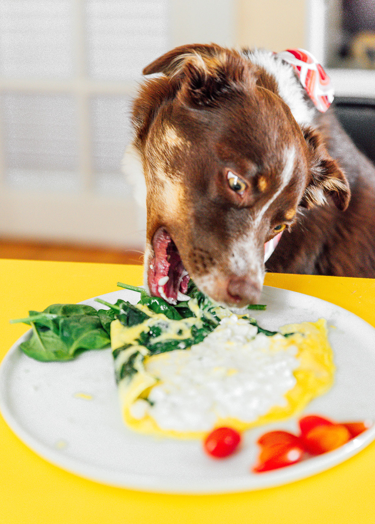 A brown dog eating a cottage cheese omelette with spinach on a plate with cherry tomatoes