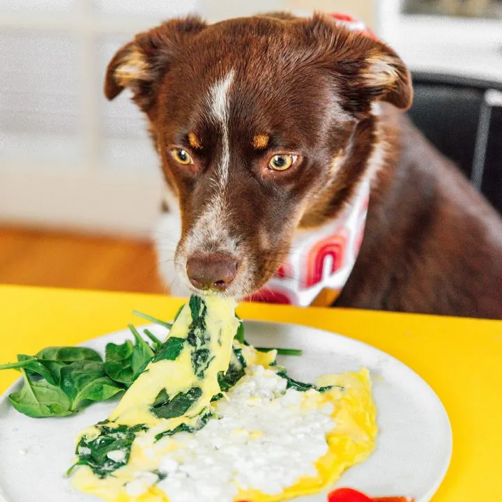 A brown dog eating a cottage cheese omelette with spinach on a plate with cherry tomatoes