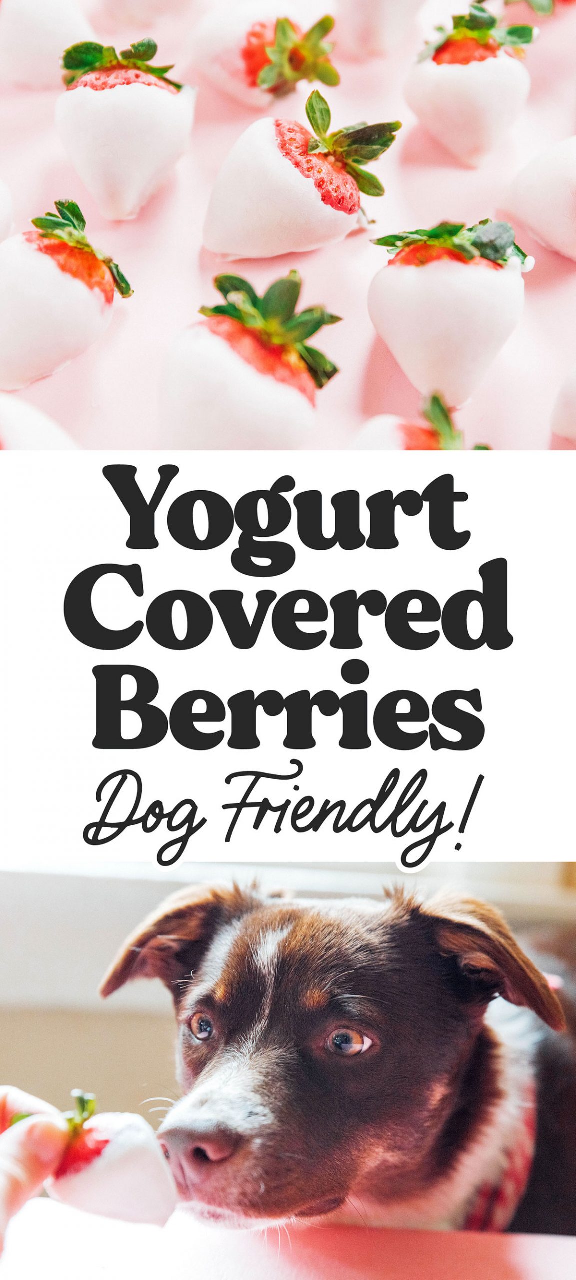 Yogurt Dipped Strawberries for Dogs Bone Appetreat