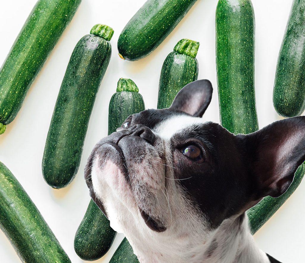 French bull dog looking up at zucchinis