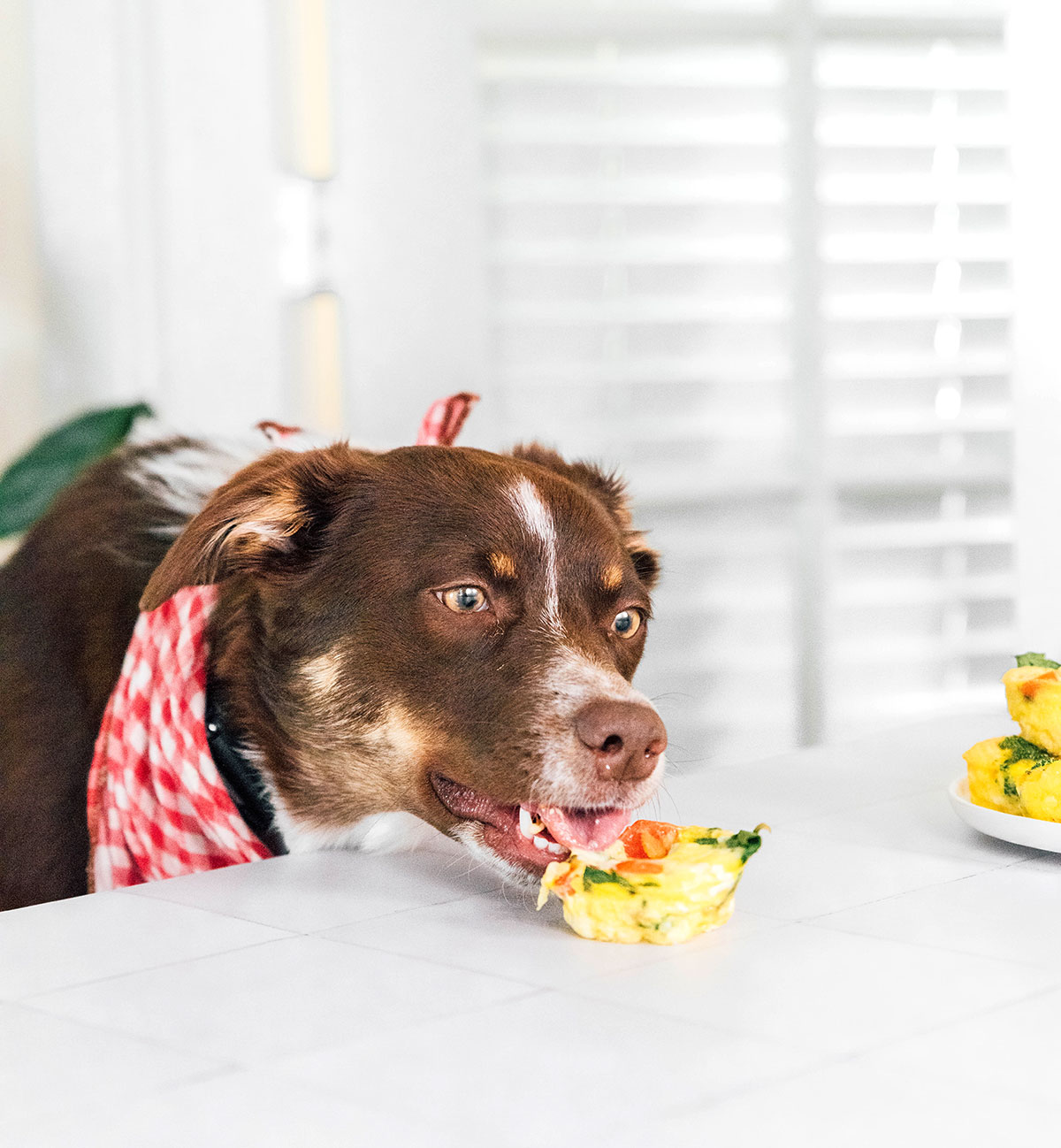 Brown dog wearing a red checkered bandana eating egg muffin cups
