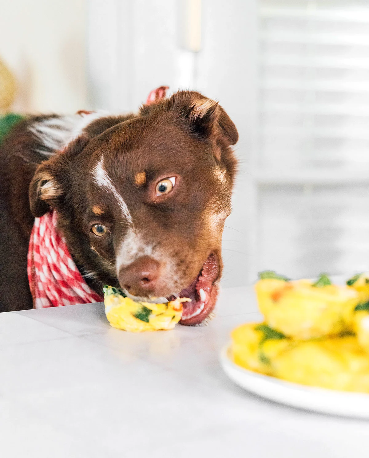 Brown dog wearing a red checkered bandana eating egg muffin cups