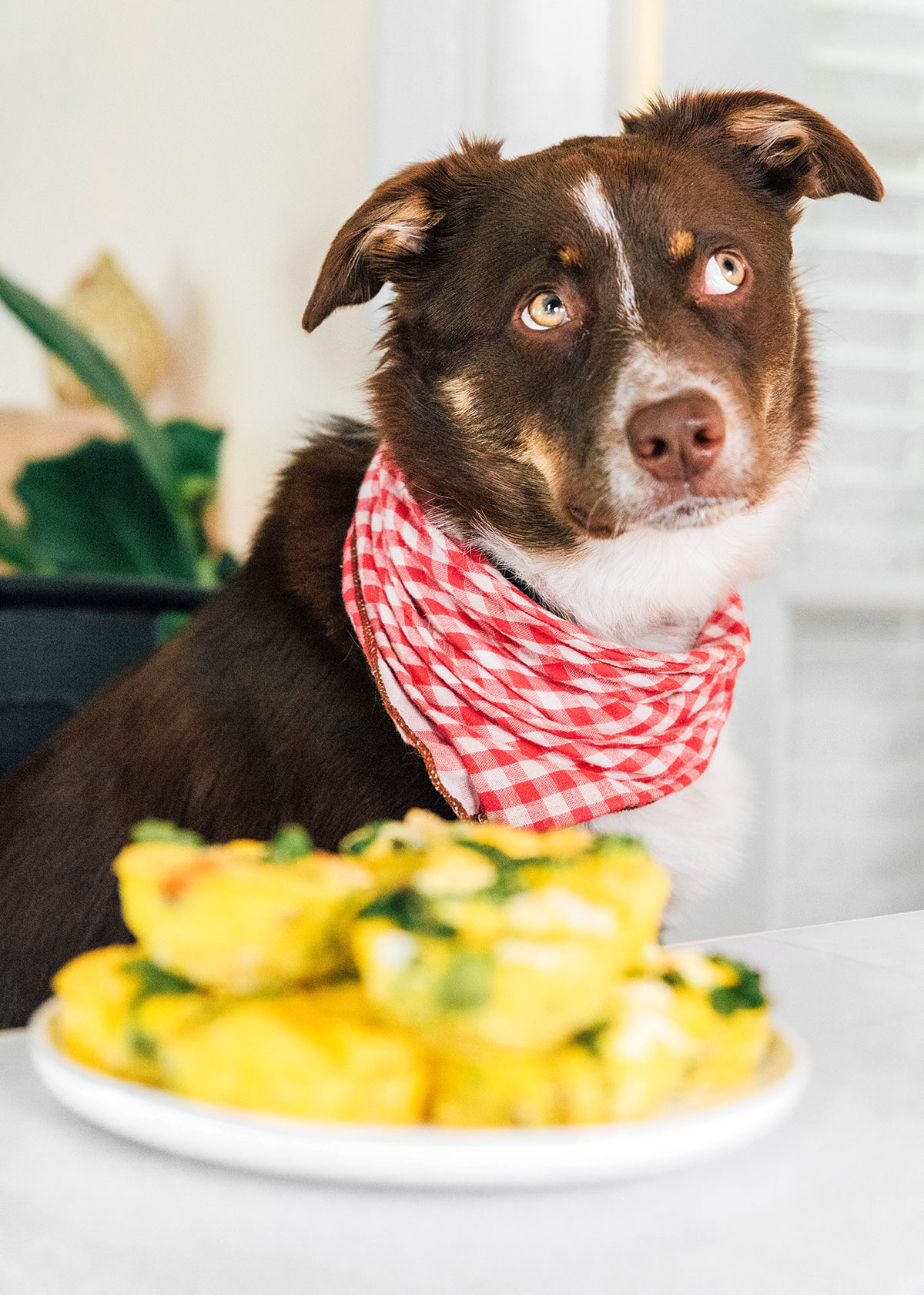 Brown dog wearing a red checkered bandana next to a stack of egg muffin cups