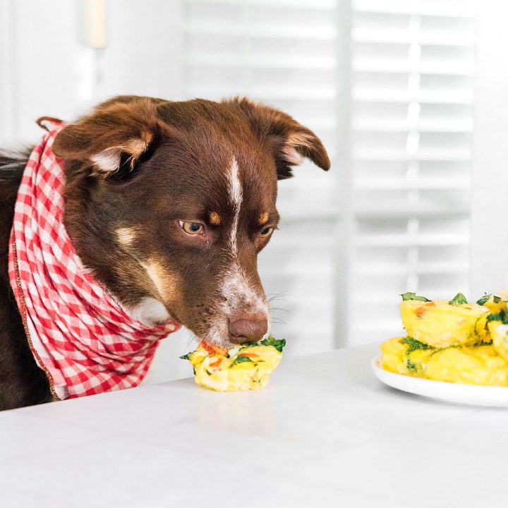 Brown dog with a checkered bandana on eating an egg muffin cup