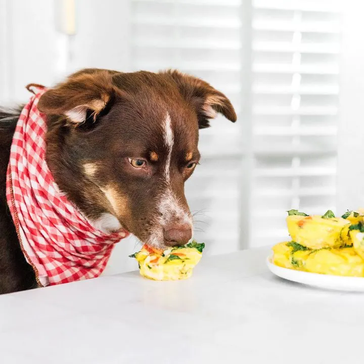 Brown dog with a checkered bandana on eating an egg muffin cup