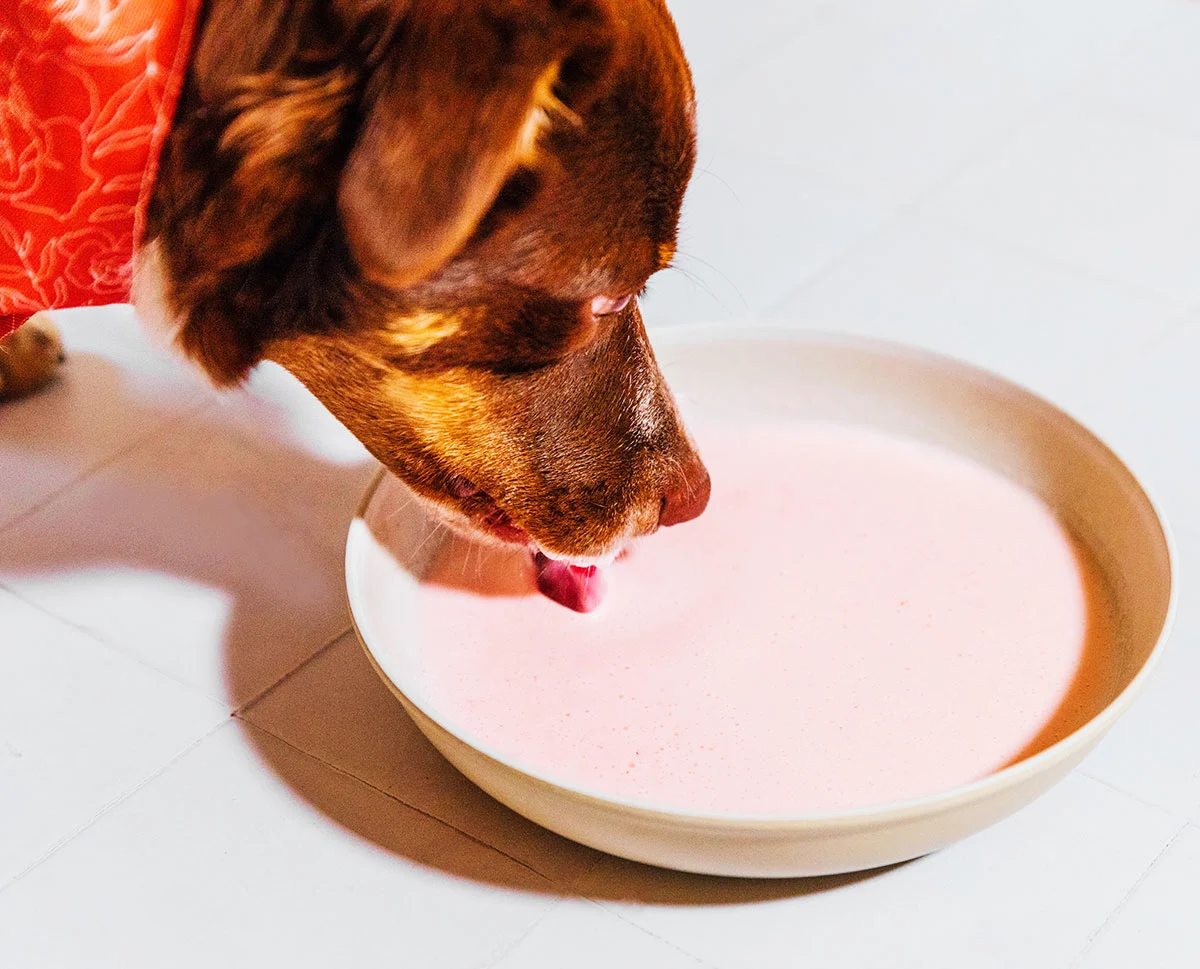 A brown dog drinking milk kefir
