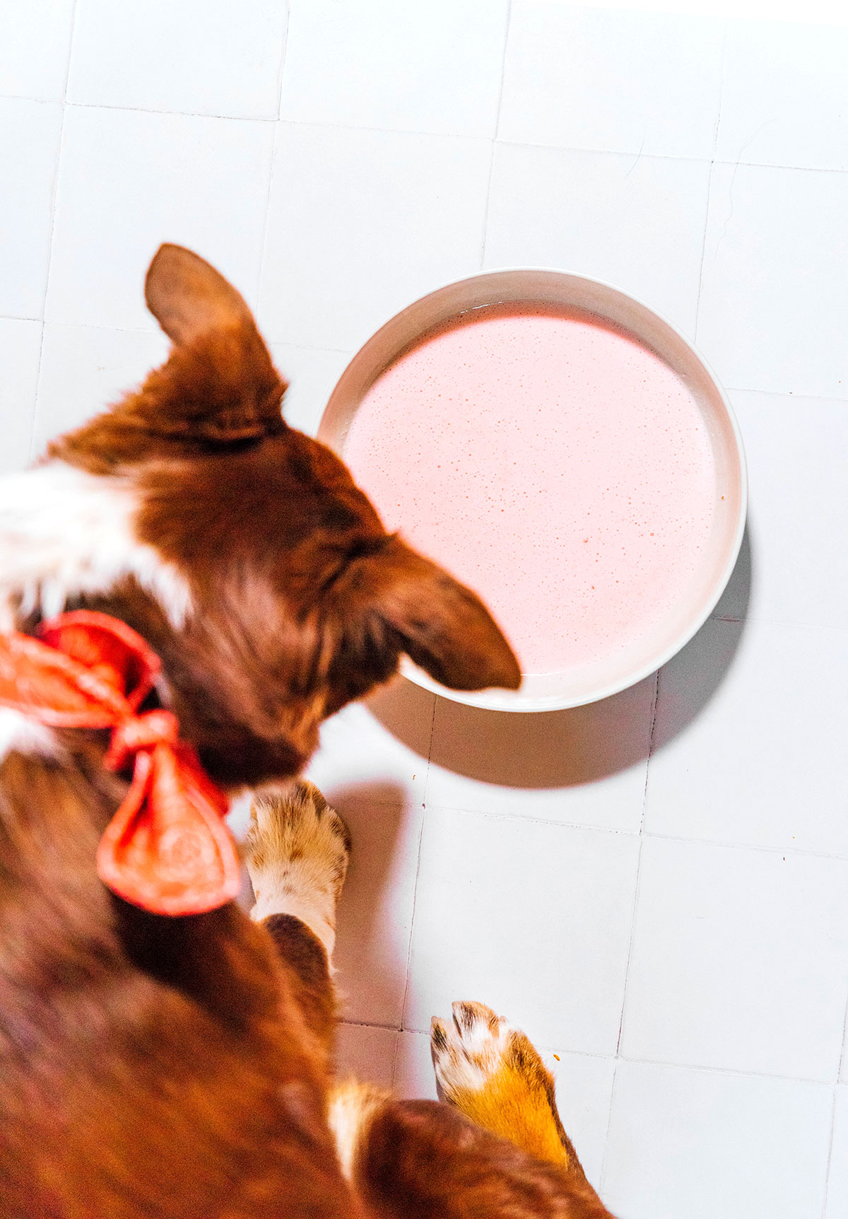 A brown dog drinking milk kefir