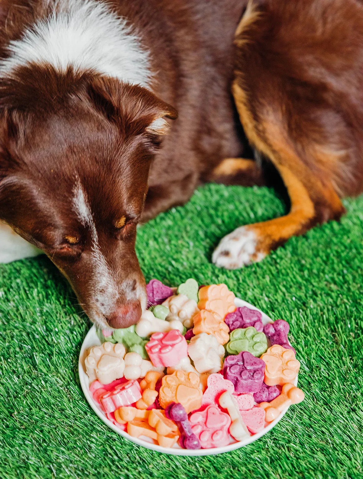 A dog licking a bowl of multi colored frozen dog treats.