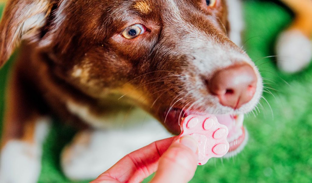 Dog taking a bite of a pink frozen dog treat from a hand.