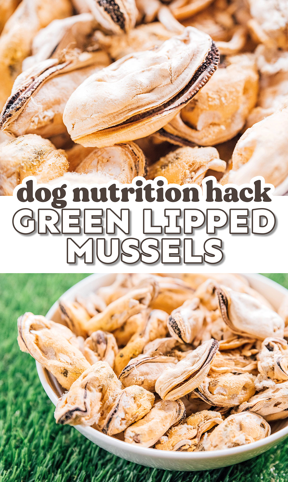 Green Lipped Mussels For Dogs What's All The Hype About?