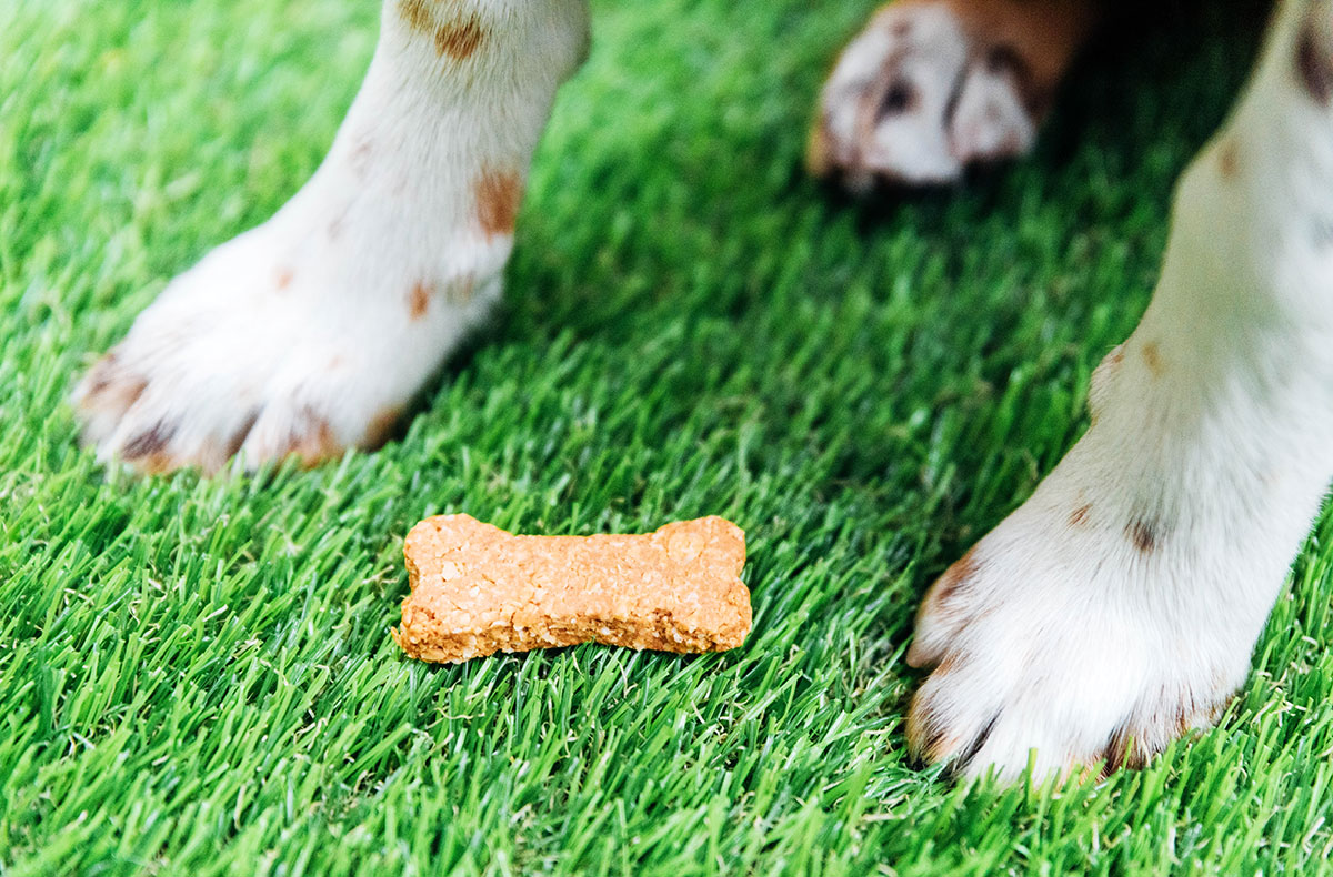 dog biscuit on grass sitting between dog paws.