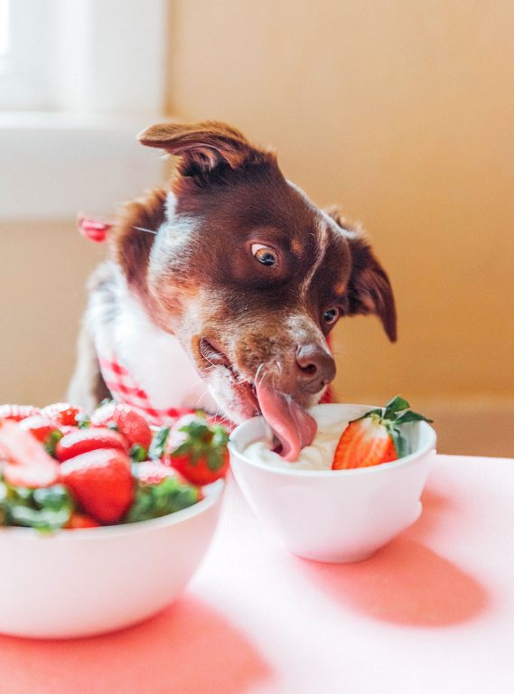 Yogurt Dipped Strawberries for Dogs Bone Appetreat