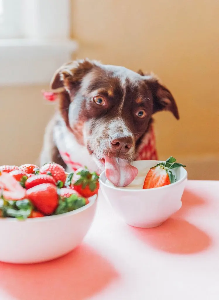 A brown dog licking a bowl of yogurt with strawberries