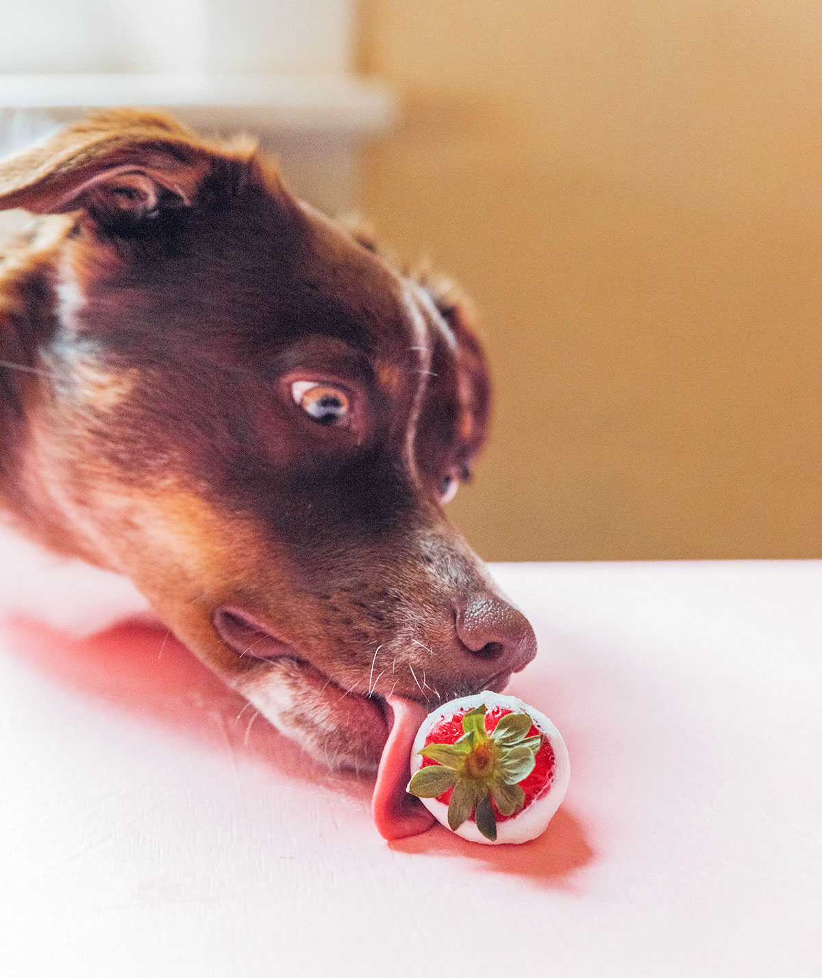 A brown dog next to a yogurt dipped strawberry