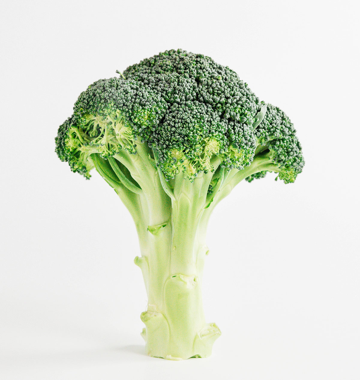 broccoli standing upright on white background