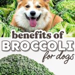 Corgi in a pile of broccoli