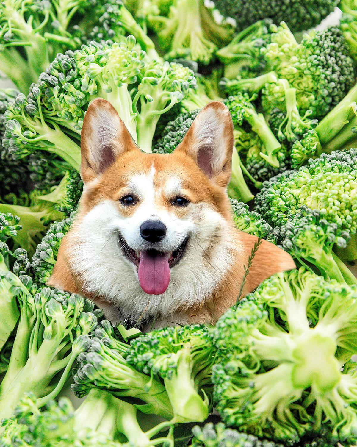 Corgi in a pile of broccoli