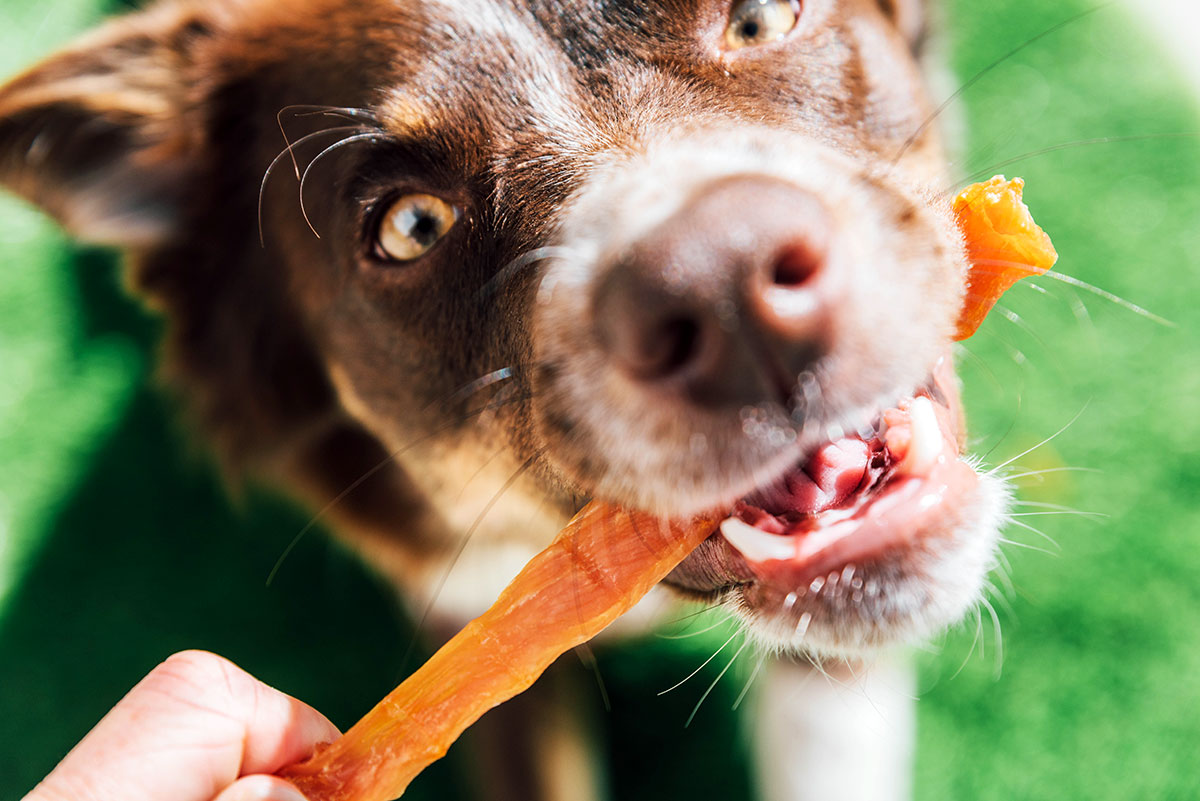 A dog biting down on the chicken jerky piece with a look of pure excitement.
