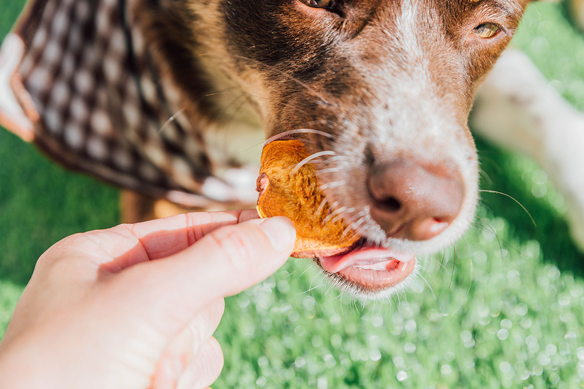 A dog taking a dehydrated sweet potato treat from a hand.