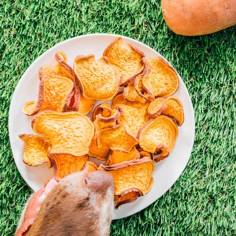 Dehydrated Sweet Potato Dog Treats (In Your Oven!) Bone Appetreat